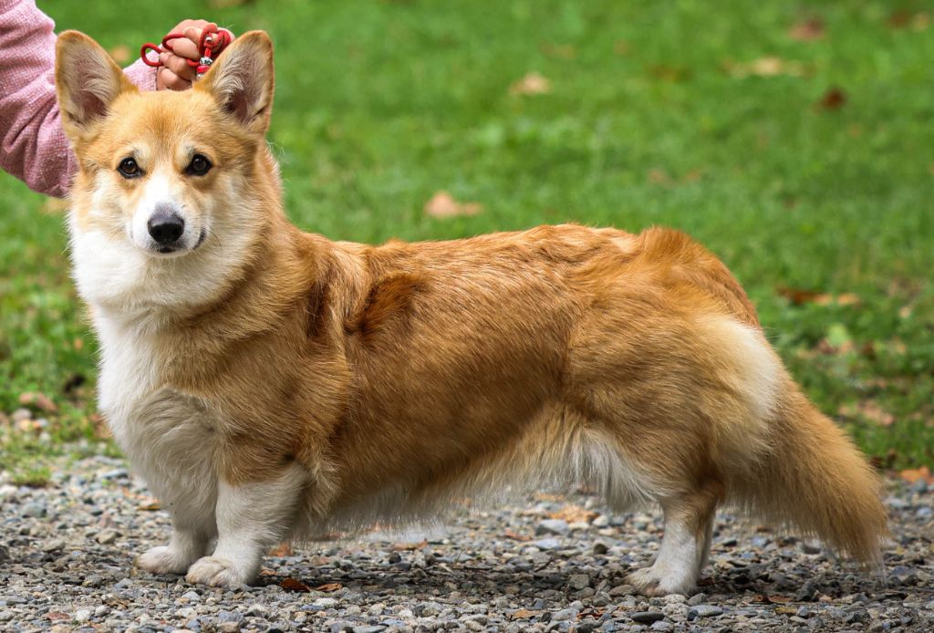 Spéciale de Race Langon 2025