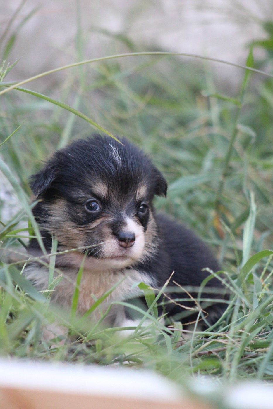 Des Veilleurs De Toutankhamon - Chiots disponibles - Welsh Corgi Pembroke