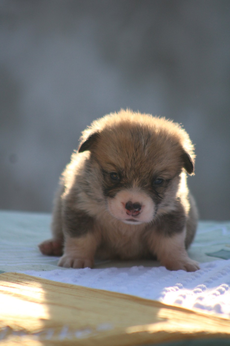 Des Veilleurs De Toutankhamon - Chiots disponibles - Welsh Corgi Pembroke