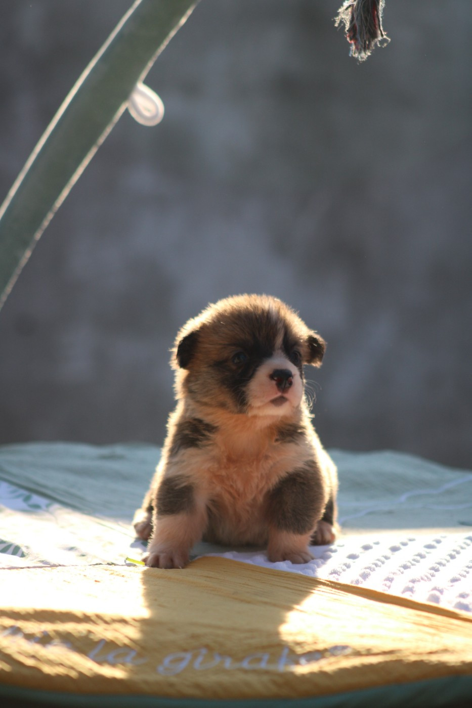 Des Veilleurs De Toutankhamon - Chiots disponibles - Welsh Corgi Pembroke