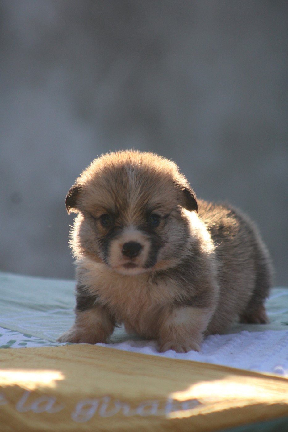 Des Veilleurs De Toutankhamon - Chiots disponibles - Welsh Corgi Pembroke