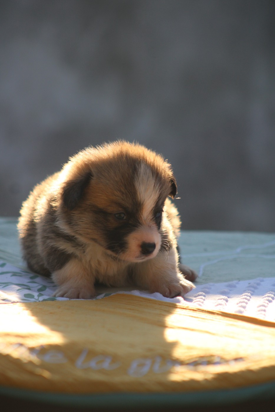 Des Veilleurs De Toutankhamon - Chiots disponibles - Welsh Corgi Pembroke
