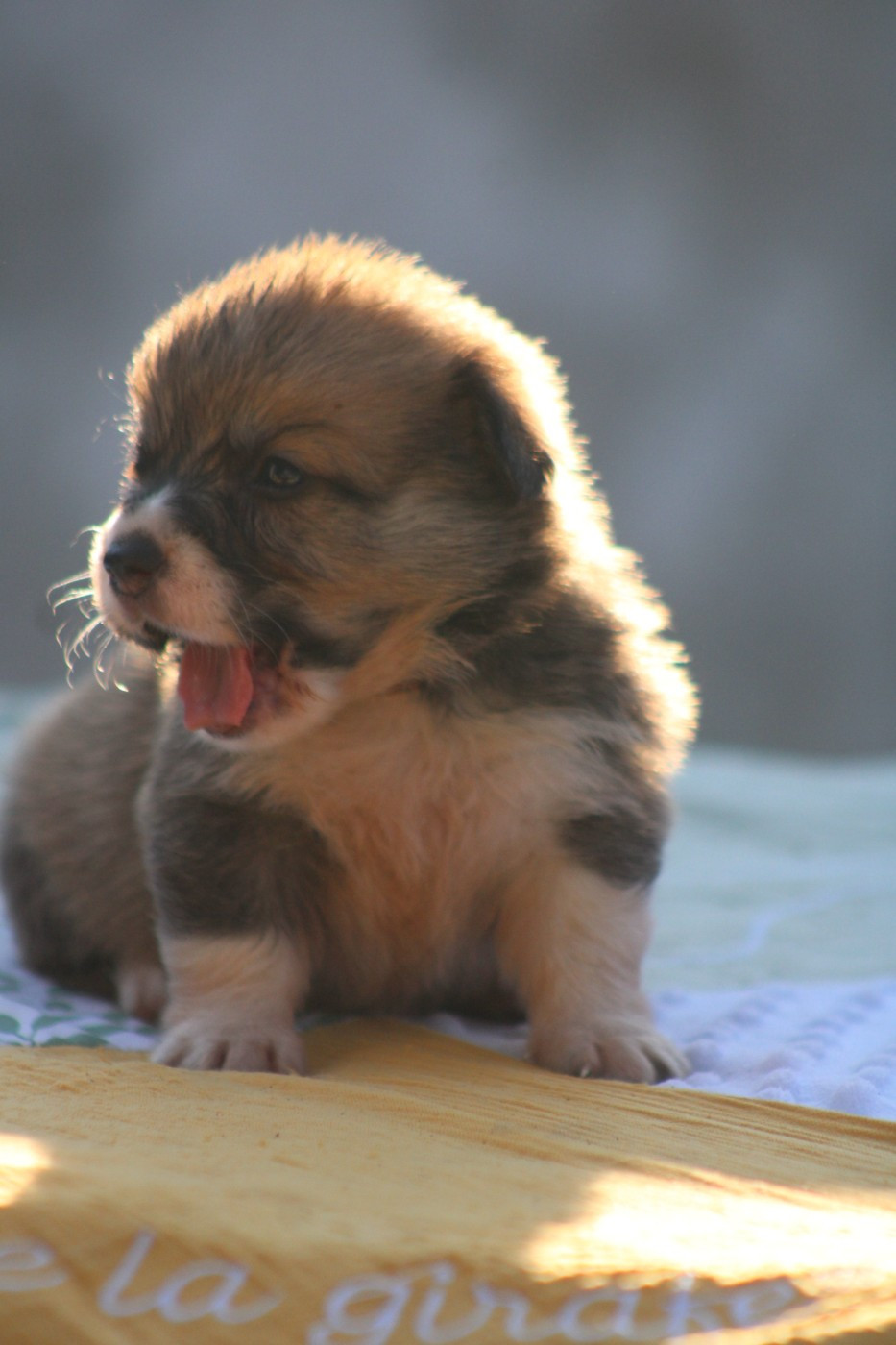 Des Veilleurs De Toutankhamon - Chiots disponibles - Welsh Corgi Pembroke