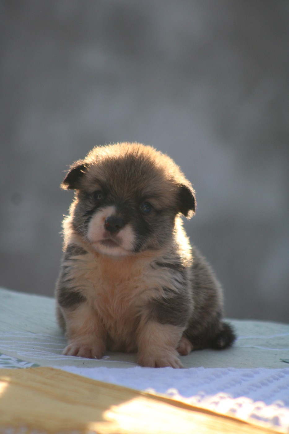 Des Veilleurs De Toutankhamon - Chiots disponibles - Welsh Corgi Pembroke