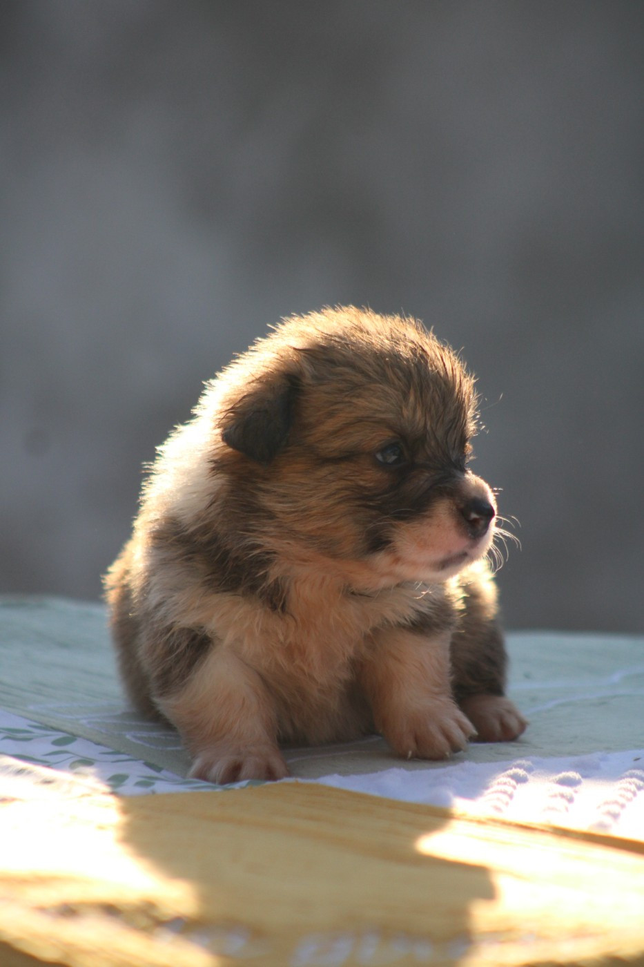 Des Veilleurs De Toutankhamon - Chiots disponibles - Welsh Corgi Pembroke