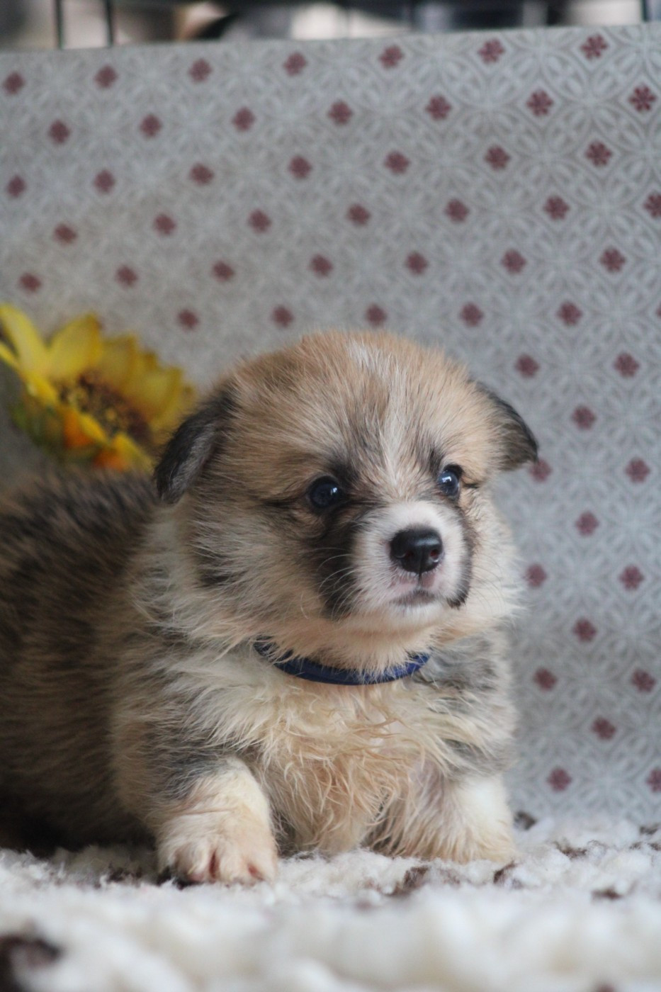 Des Veilleurs De Toutankhamon - Chiots disponibles - Welsh Corgi Pembroke