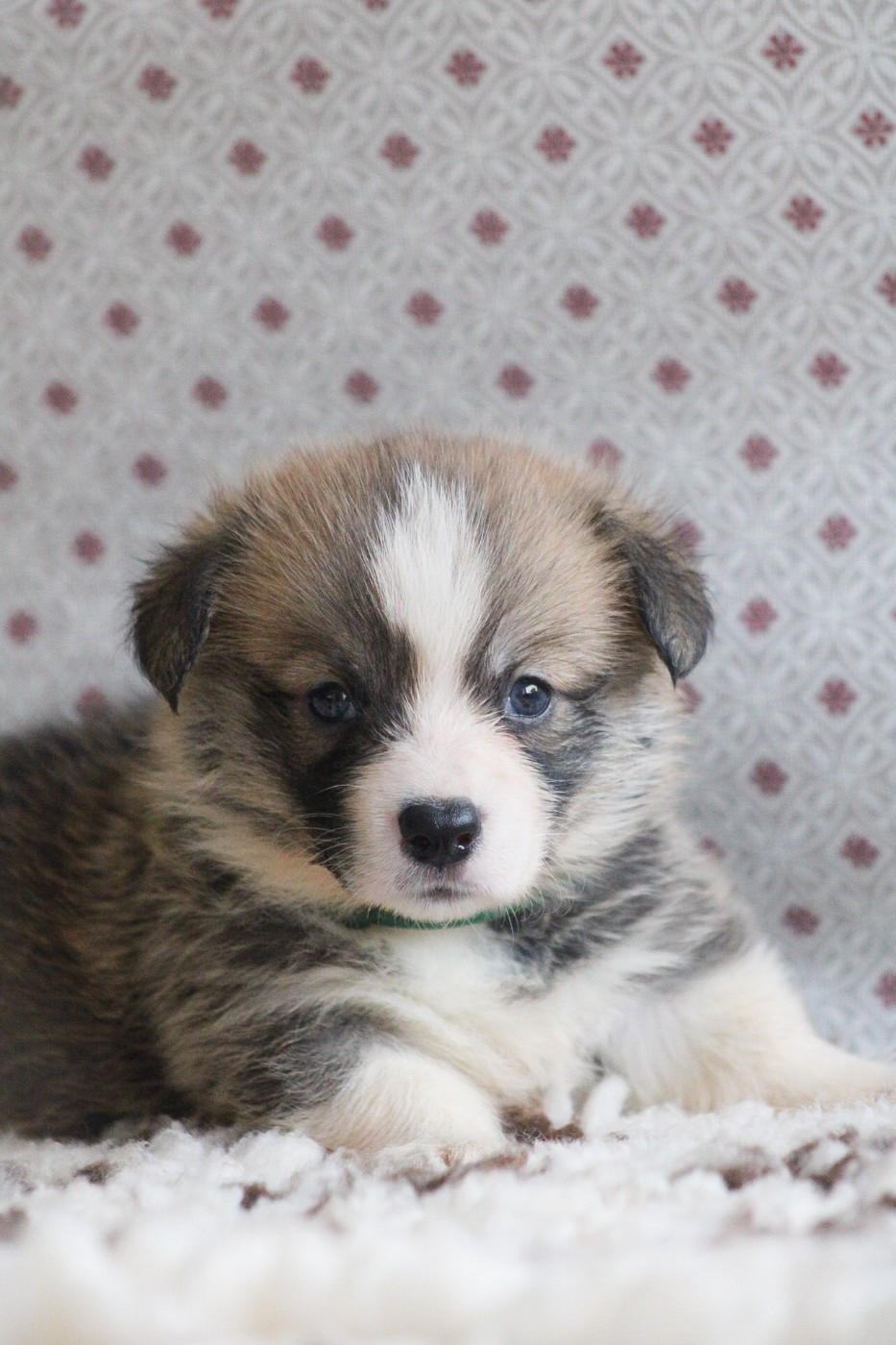 Des Veilleurs De Toutankhamon - Chiots disponibles - Welsh Corgi Pembroke
