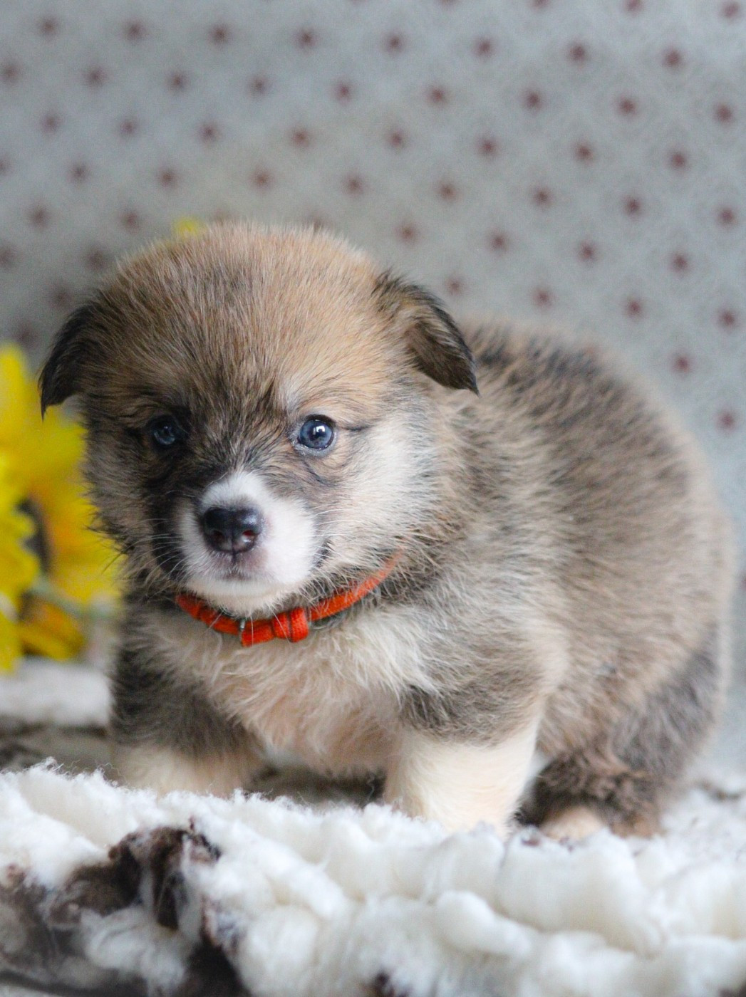 Des Veilleurs De Toutankhamon - Chiots disponibles - Welsh Corgi Pembroke
