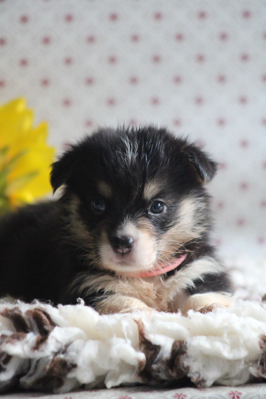 Des Veilleurs De Toutankhamon - Chiots disponibles - Welsh Corgi Pembroke