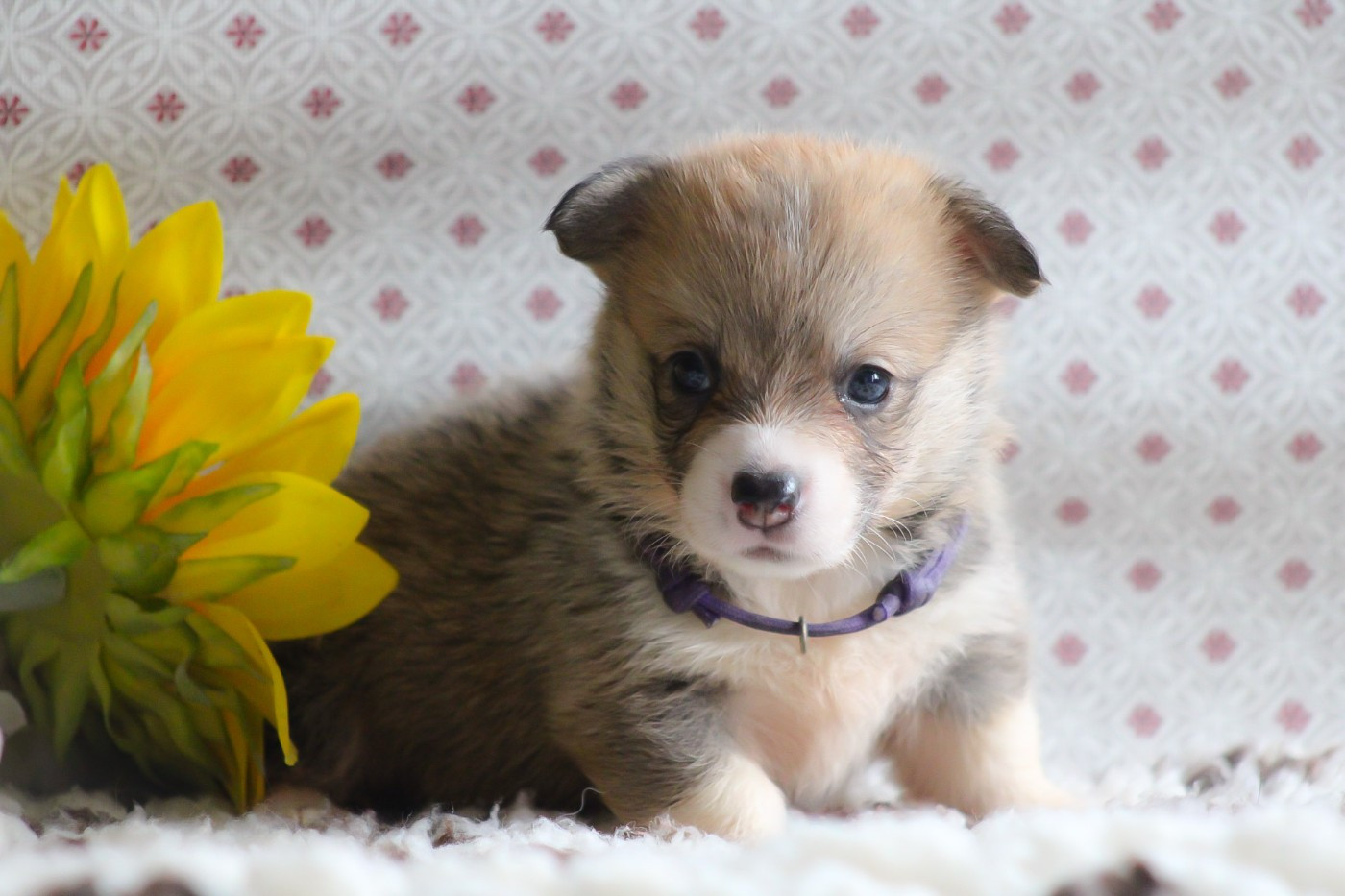 Des Veilleurs De Toutankhamon - Chiots disponibles - Welsh Corgi Pembroke
