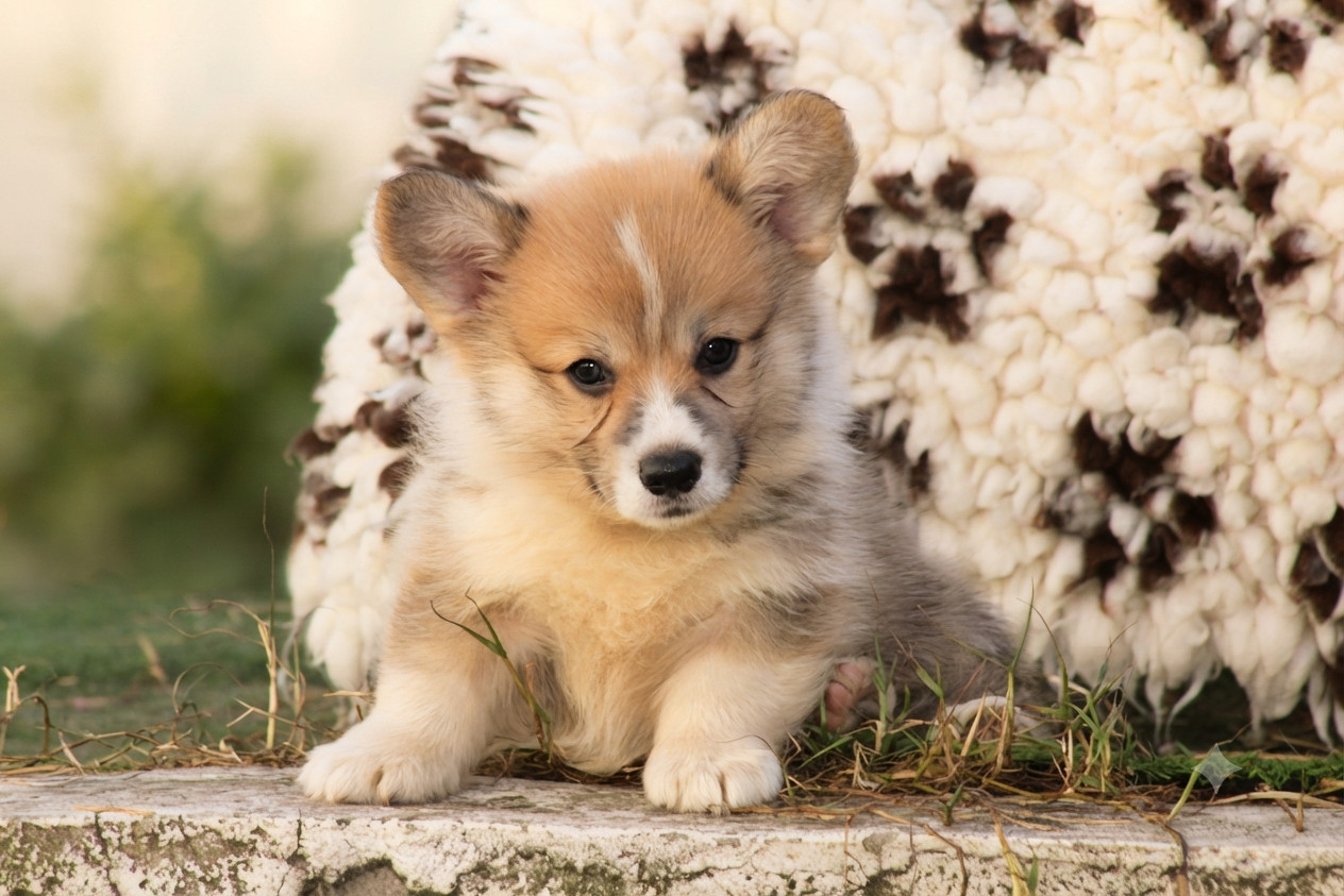 Des Veilleurs De Toutankhamon - Chiots disponibles - Welsh Corgi Pembroke