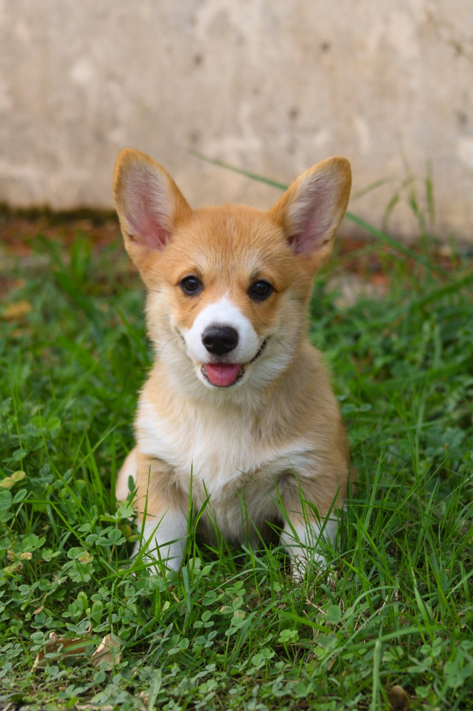 Des Veilleurs De Toutankhamon - Chiots disponibles - Welsh Corgi Pembroke