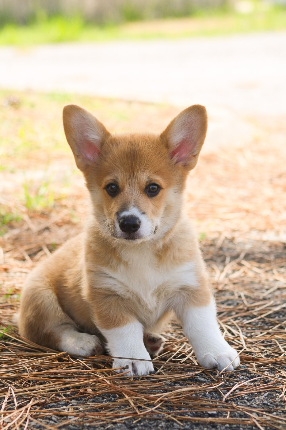 Des Veilleurs De Toutankhamon - Chiots disponibles - Welsh Corgi Pembroke