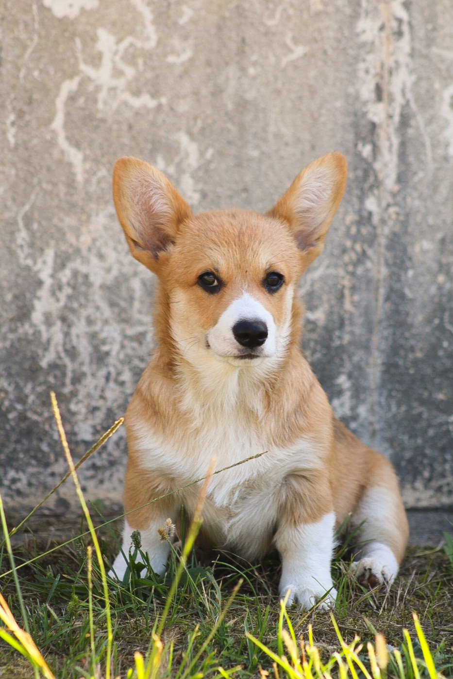 Des Veilleurs De Toutankhamon - Welsh Corgi Pembroke - Portée née le 11/06/2026